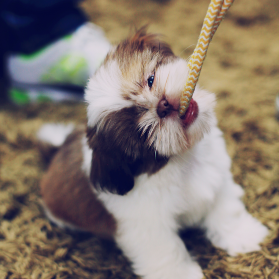 Shih Tzu Puppies For Sale - Puppy Love PR